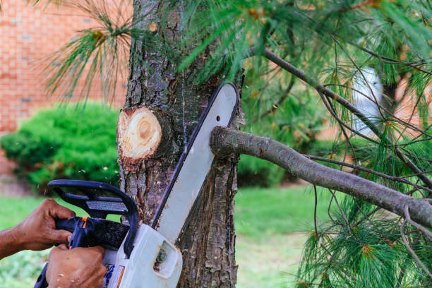 Best Tree Removal for Businesses  in Badieville, LA